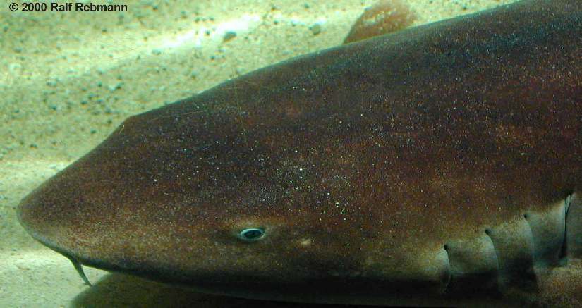 Ginglymostoma cirratum Bild01